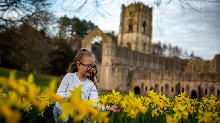 Little girl in the daffodils at Fountains abbey